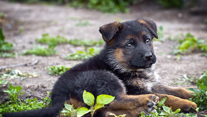 Dog, german shepherd, puppy, cute, HD wallpaper | Wallpaperbetter