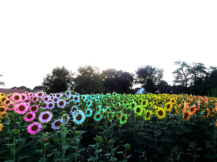 berbagai macam warna bunga, bunga matahari, bidang, warna-warni, pohon, rumah, Wallpaper HD
