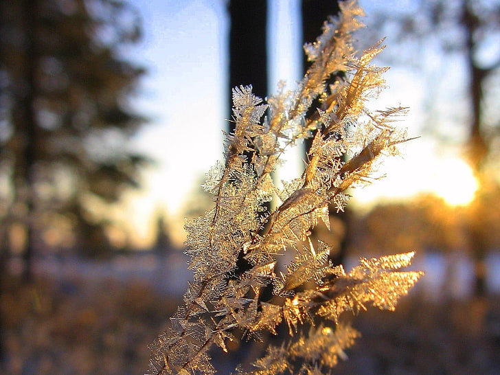 frost plant, branch, frost, crystals, ice, HD wallpaper