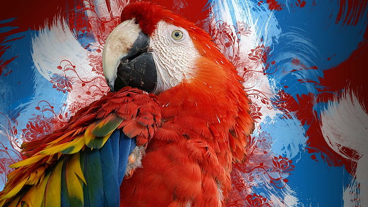 *** Red Parrot ***, parrot, birds, animals, HD wallpaper