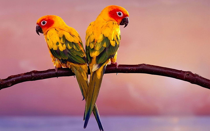 two sun parakeets, parrots, pair, branch, birds, HD wallpaper