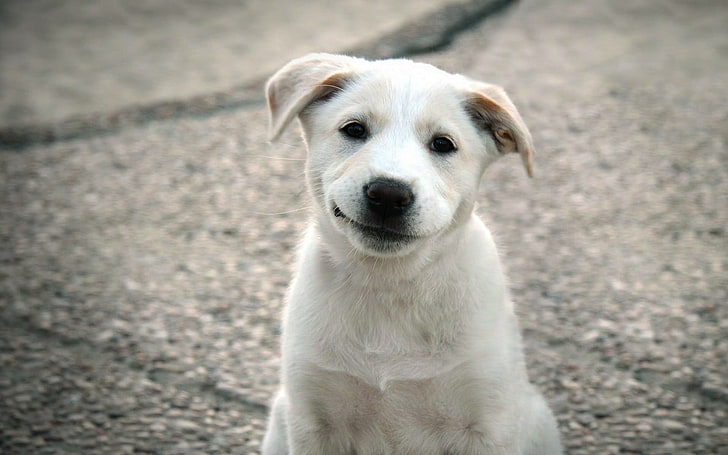 cachorro blanco de pelo corto, perro, cachorros, Fondo de pantalla HD
