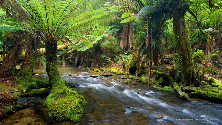 منتزه ماونت فيلد الوطني ، تسمانيا ، أستراليا ، الحدائق الوطنية، خلفية HD