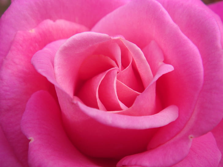 ピンクのバラ、バラ、希望、特別、原因、ケア、1つ、ピンクのバラ、バラ、花、庭、自然、愛の友情、花、マクロ、OTW、花びら、花、植物、クローズアップ、ピンク色、花の頭、単一の花、自然の美しさ、 HDデスクトップの壁紙