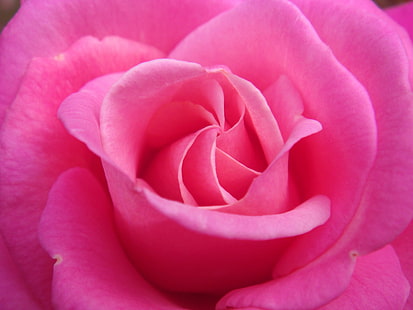 rosa Rose, Rose, Hoffnung, besondere, Ursache, Pflege, eine, rosa Rose, Rosen, Blumen, Gärten, Natur, Liebe Freundschaft, Blüten, Makro, OTW, Blütenblatt, Blume, Pflanze, Nahaufnahme, rosa Farbe, Blüte, einzelne Blume, Schönheit in der Natur, HD-Hintergrundbild HD wallpaper
