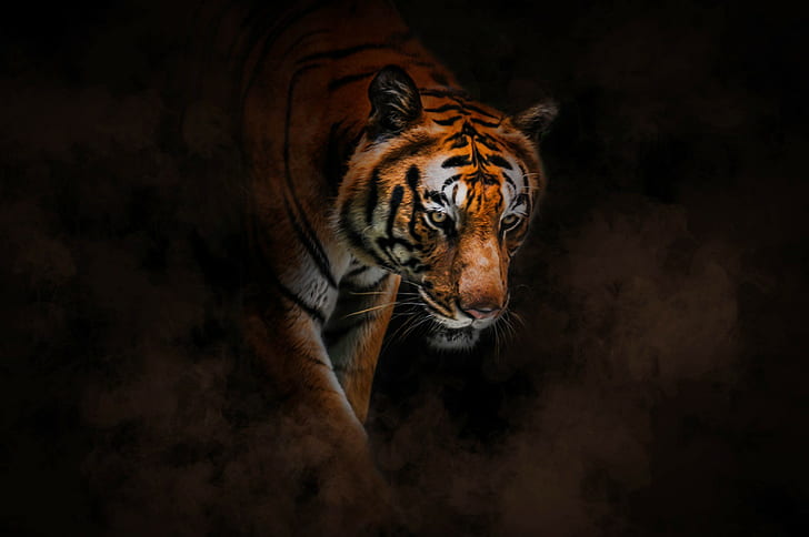 Membakar harimau yang cerah, agung, belang, harimau, tyger, Wallpaper HD