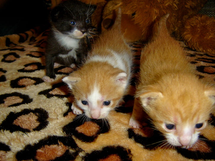 Mein Bonbon 03, 2 orange Tabbykätzchen und schwarzes Kätzchen, Katzen, Bonbon, Miezekatze, Tiere, HD-Hintergrundbild
