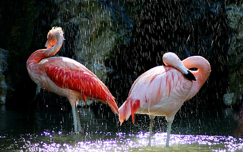 pássaros, animais, flamingos, HD papel de parede HD wallpaper