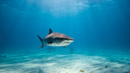 Тигровая акула на Багамском берегу, Багамские острова, Ocean Life, HD обои HD wallpaper