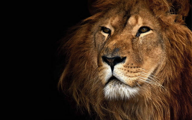 Lion, Fond d'écran HD