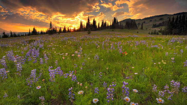meadow, sunset, wild flowers, flower field, daisies, lupines, sky, hillside, HD wallpaper