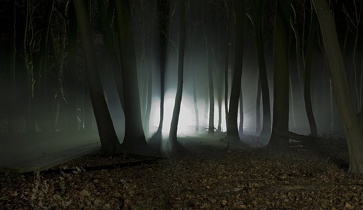 brązowe drzewa, fotografia lasu nocą, natura, krajobraz, drzewa, las, mgła, noc, światła, liście, jesień, gałąź, ciemność, sylwetka, Tapety HD
