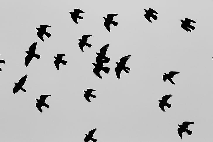 Animals, Sky, Bird, Backlighting, Flying, Wings, silhouette flying flock of birds photograph, animals, sky, bird, backlighting, flying, wings, HD wallpaper