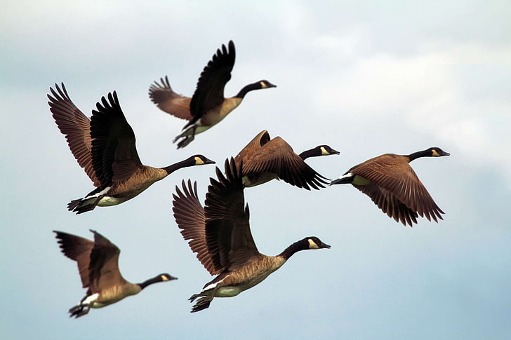birds, clouds, flock, flying, formation, geese, hdr, outdoors, sky, wildlife, HD wallpaper