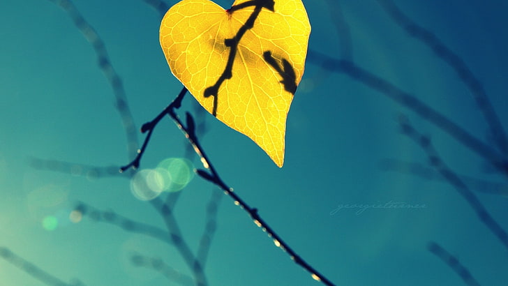 Makro, Blätter, Zweig, Blendenfleck, Schatten, HD-Hintergrundbild