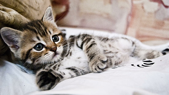 cute, cat, kitty, domestic, HD wallpaper HD wallpaper