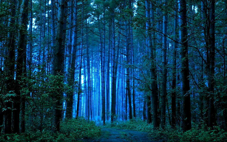 Утренняя тропа, лес, тропа, синий, утро, 3d и абстрактные, HD обои