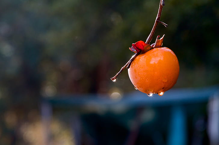 fotografi close up buah bulat oranye, buah, matang, kesegaran, alam, makanan, buah jeruk, Wallpaper HD
