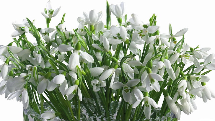 bunga salju putih, tetesan salju, bunga, karangan bunga, vas, putih, warna kuning muda, musim semi, Wallpaper HD