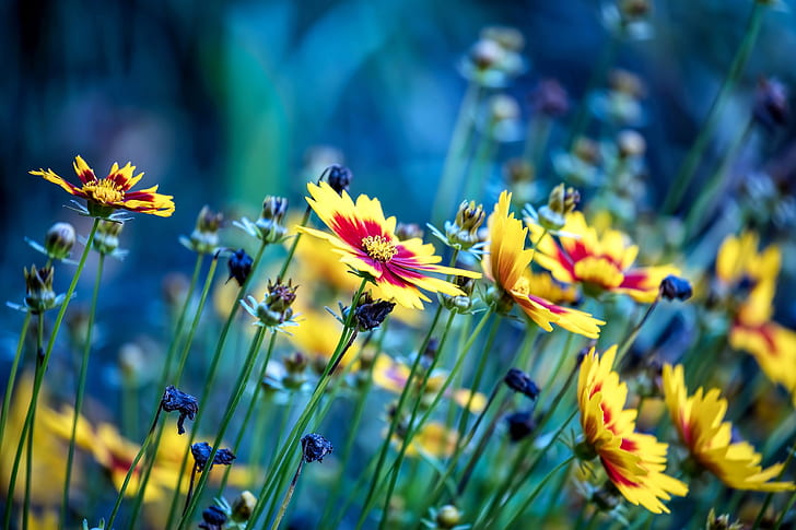bleu, jaune, fleurs, fleurs jaunes, Fond d'écran HD