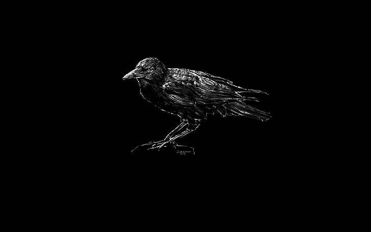 черная птица иллюстрация, птица, клюв, ворон, HD обои