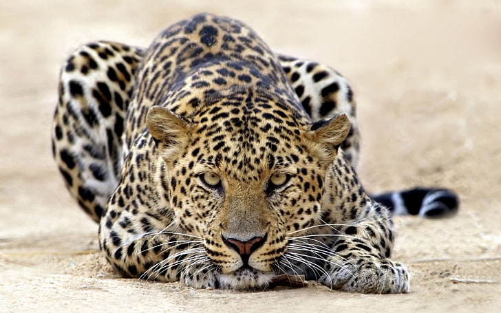 erwachsener Leopard, Katzen, Tiger, Leopard, Angriff, HD-Hintergrundbild