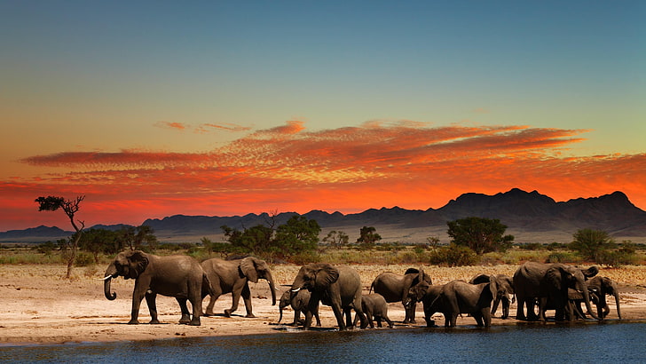 Herde, Elefant, Himmel, Baum, Wasser, Berge, Savanne, Ebene, HD-Hintergrundbild
