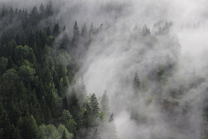 brouillard, pins, brouillard, Autriche, 8k, forêt, 4k, 5k, Fond d'écran HD