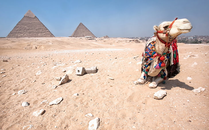 коричневый верблюд, пирамида, верблюды, пустыня, животные, Египет, HD обои