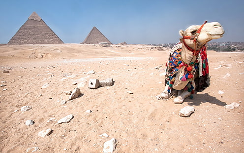 chameau brun, pyramide, chameaux, désert, animaux, Egypte, Fond d'écran HD HD wallpaper