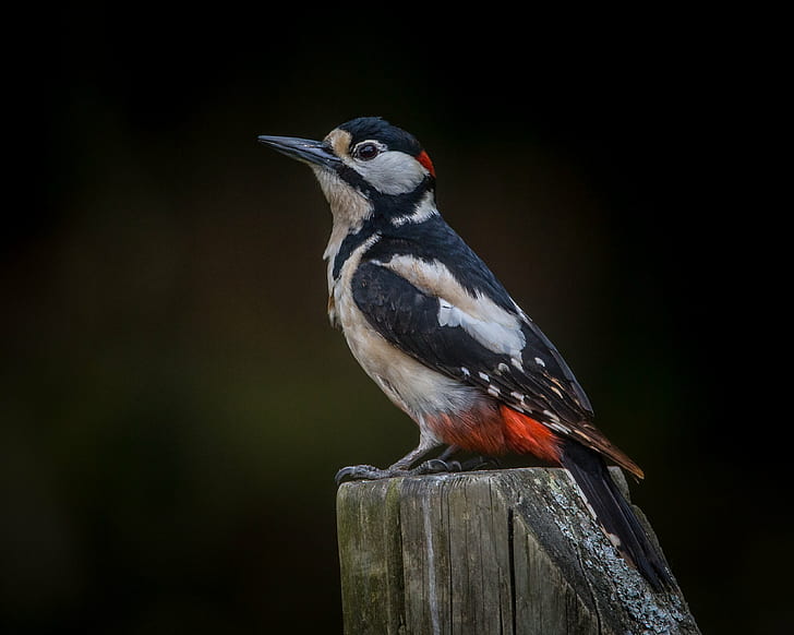 Greater-spotted Woodpecker perched on grey wood rail, Made to Measure, Greater-spotted Woodpecker, grey wood, rail, Great Spotted Woodpecker, male, post, New Forest, Hampshire, Andy, Nature, Lens, bird, wildlife, animal, bird Watching, beak, animals In The Wild, HD wallpaper