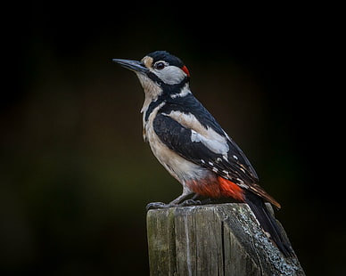 Greater-spotted Woodpecker perched on grey wood rail, Made to Measure, Greater-spotted Woodpecker, grey wood, rail, Great Spotted Woodpecker, male, post, New Forest, Hampshire, Andy, Nature, Lens, bird, wildlife, animal, bird Watching, beak, animals In The Wild, HD wallpaper HD wallpaper