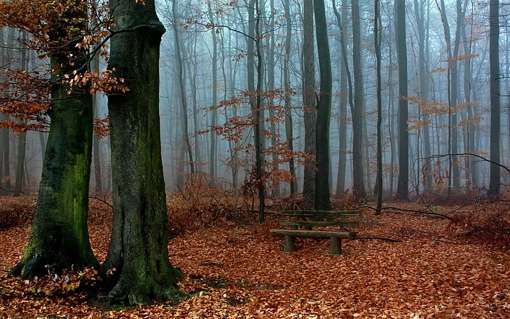коричневая деревянная скамья, природа, пейзаж, деревья, лес, лес, листья, ветка, осень, скамейка, туман, мох, HD обои