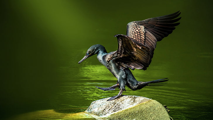 Баклан Научное название Phalacrocoracidae Водные птицы с голубыми глазами Металлический синий на перьях, обитающих в прибрежных районах в окрестностях озер и рек, HD обои