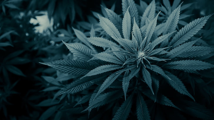 Cannabispflanze, Gras, Blätter, Marihuana, HD-Hintergrundbild