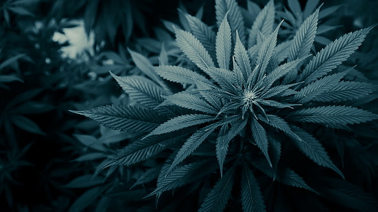 каннабис, трава, листья, марихуана, HD обои HD wallpaper