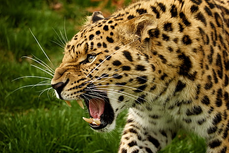 морда, хищник, клыки, дикий кот, амурский леопард, HD обои HD wallpaper