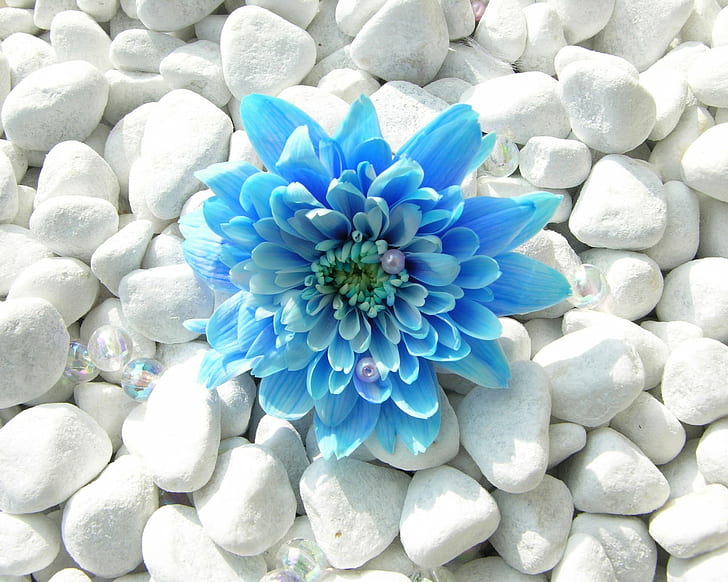 Синьо цвете, синьо, цвете, HD тапет