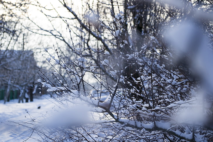winter, snow, seasons, nature, frost, macro, HD wallpaper