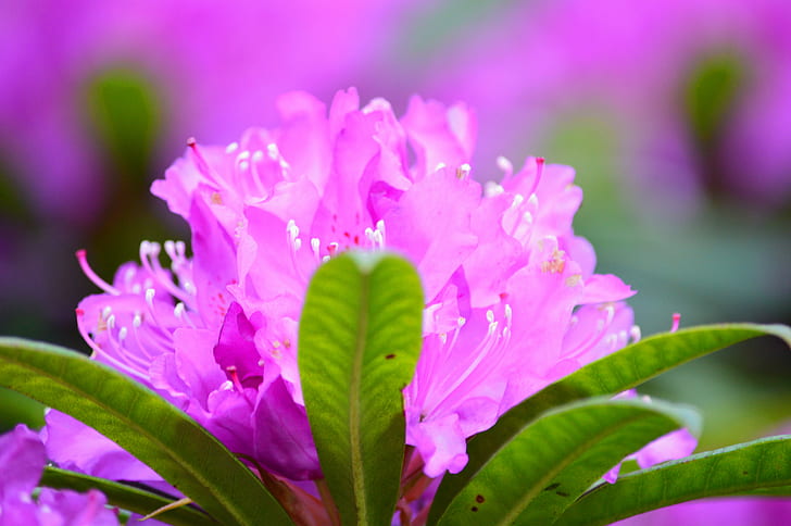 Azalea rosa flores en flor foto de primer plano, naturaleza, planta, flor, pétalo, hoja, color rosa, primer plano, cabeza de flor, púrpura, verano, belleza en la naturaleza, frescura, Fondo de pantalla HD