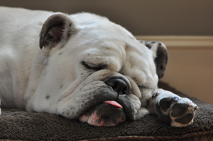 adult white English bulldog, bulldog, muzzle, dog, white, HD wallpaper