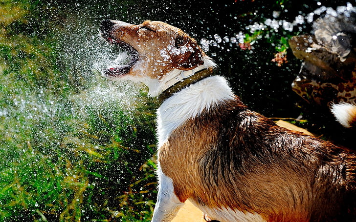 Dog Playing with Water, brown black and white short coat dog, rain, HD wallpaper