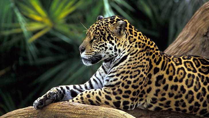 Amazon     Jaguar     Rainforest, HD wallpaper