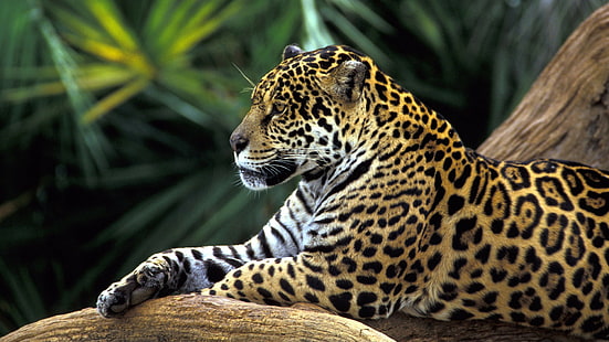 Amazon Jaguar Rainforest, Tapety HD HD wallpaper