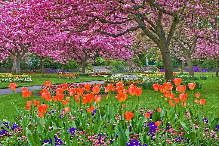 Fotografi, Taman, Bunga, Musim Semi, Pohon, Tulip, Wallpaper HD