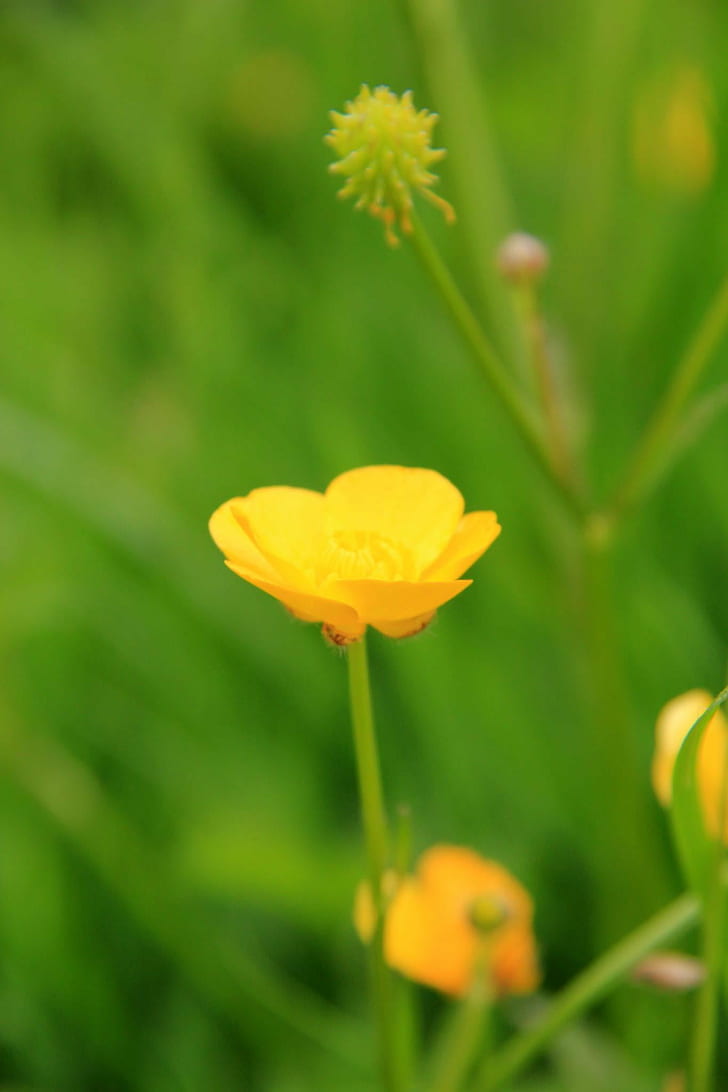 selective focus photography of yellow buttercup flower, Layer Marney Tower, selective focus, yellow, buttercup, flower, Nr, Colchester, Essex, Digital, DSLR  Camera, Canon EOS 550D, Photograph, Photography, Image, Photo, Picture, Snap  Shot, Female, Photographer, Geotagged, Visit, Visitor, Tourist, Day, nature, plant, summer, springtime, green Color, meadow, outdoors, petal, HD wallpaper