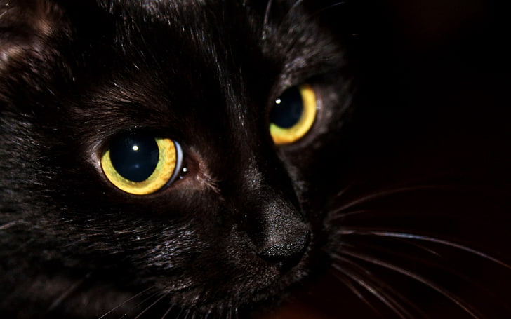 bombay cat, cat, black, eyes, kitten, HD wallpaper