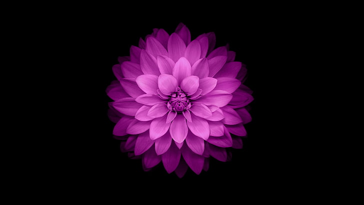 Pink flower, texture, flower, black, skin, minimalistic, pink, HD wallpaper