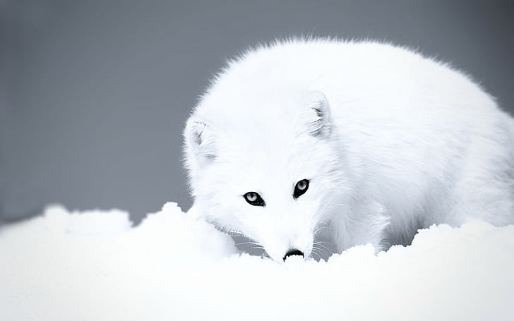 Ártico, blanco, zorro ártico, animales, zorro, nieve, Fondo de pantalla HD