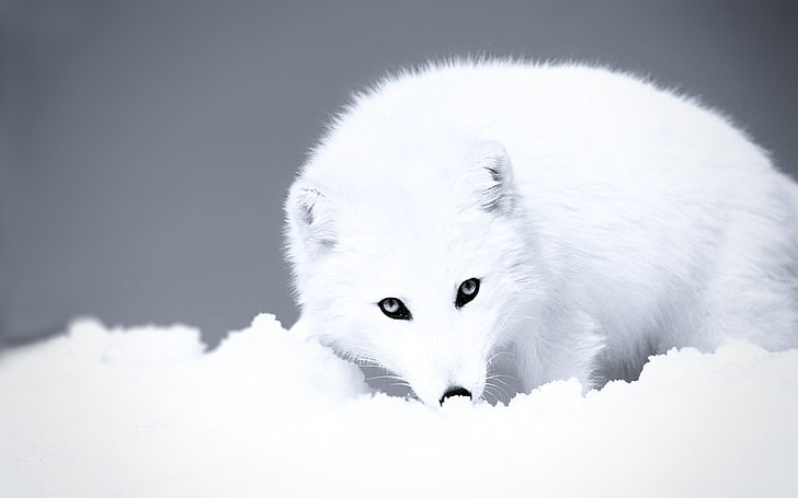 الثعلب الأبيض ، الثعلب ، القطب الشمالي ، الأبيض ، الثلج ، الثعلب القطبي ، الحيوانات، خلفية HD